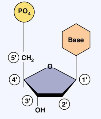 <p>What are the two kinds of five-carbon sugars in DNA/RNA?</p>