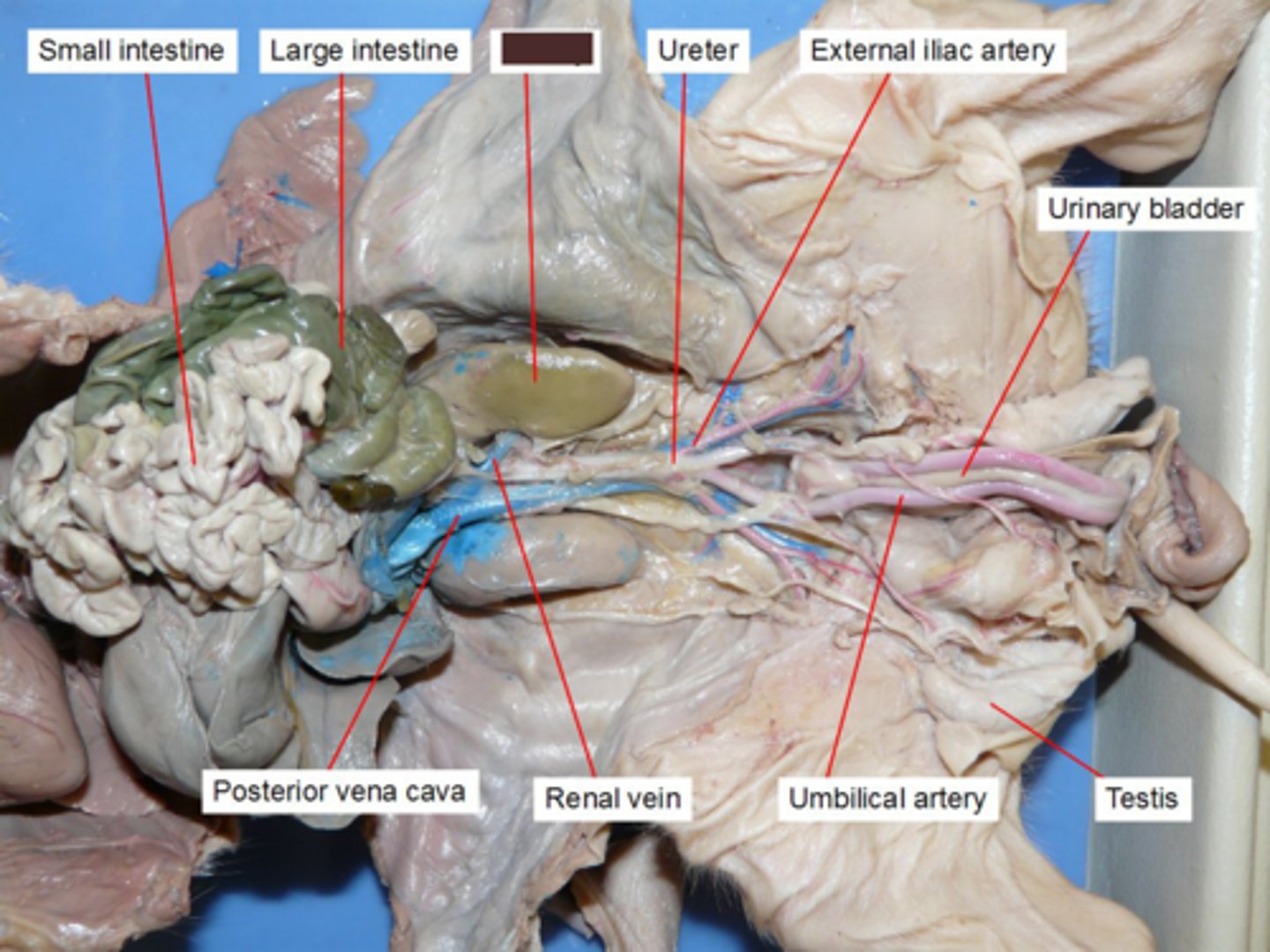 <p>Major excretory organ, filter nearly 200 liters of fluid from our bloodstream</p><p>- It is anterior to the ribs, behind the peritoneum</p>