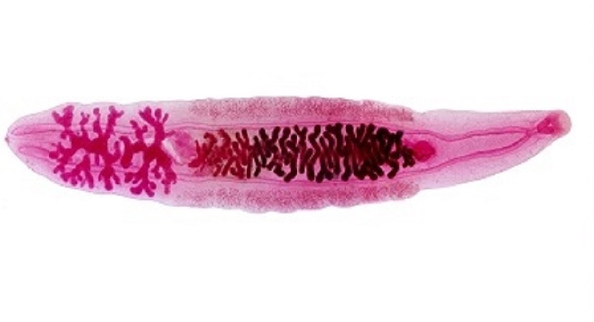 <ol><li><p>What is the name of this organism?</p></li><li><p>Which phylum does it belong to?</p></li><li><p>Which class does it belong to?</p></li></ol><p></p>
