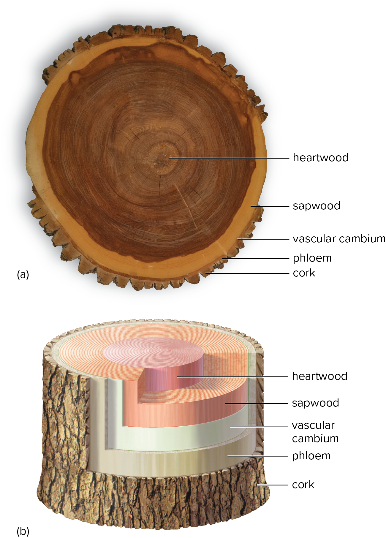 <p>tyloses: peel-like protusions that clog and prevent conduction of water- these clogs leads to materials accumulating, which darkens the heartwood</p><p>heartwood: nonliving, darker-colored wood whose cells have ceased to function in water conduction</p><p>sapwood: outer layers of wood that transport water and mineral in tree trunk; usually lighter than heartwood</p><p>bark: the outermost layer, also called the periderm</p>