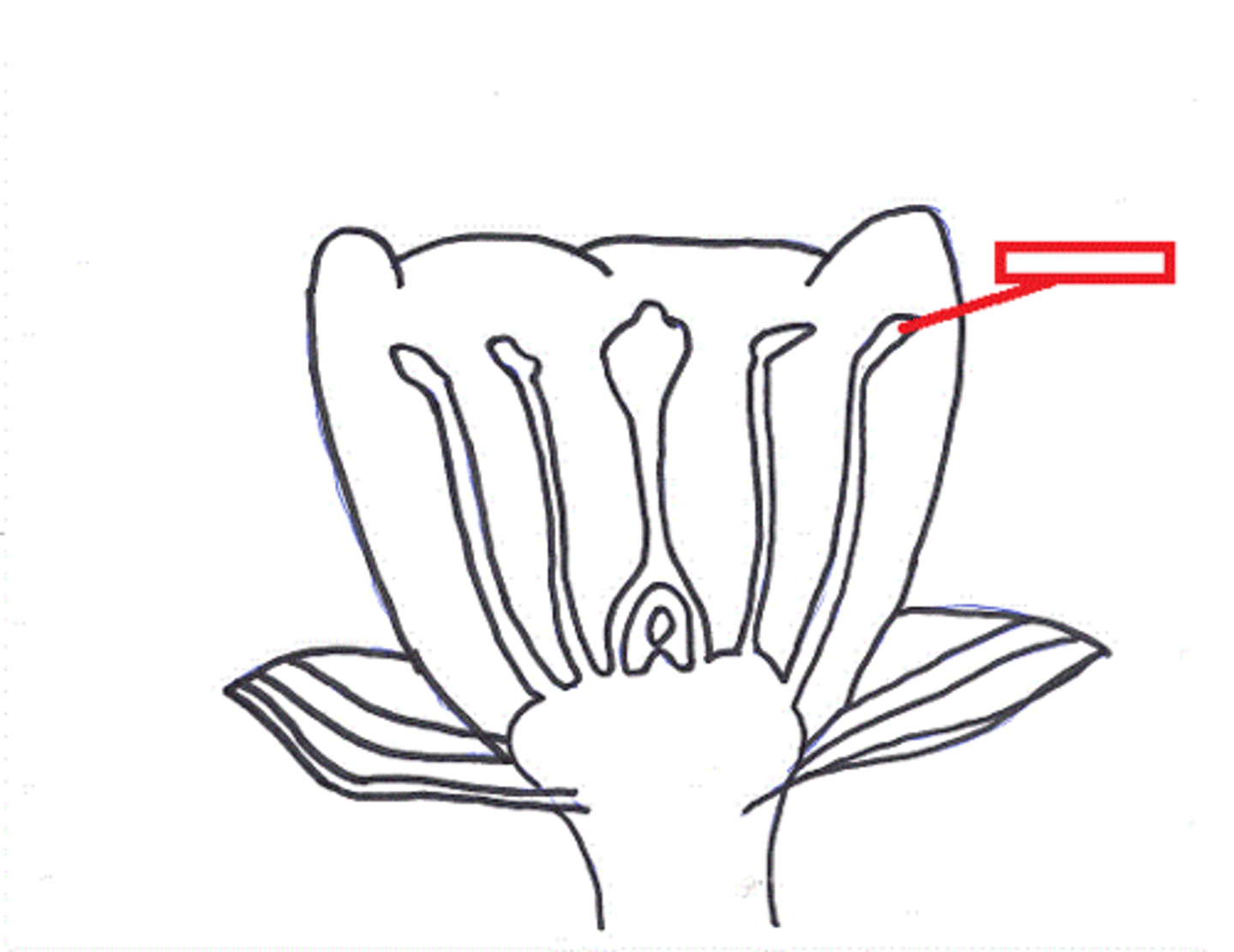 <p>Male part of the flower where sperm (pollen) are produced by meiosis</p>