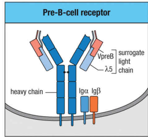 <ol><li><p>Immunoglobulin heavy u chain</p></li><li><p>Surrogate light chains</p></li><li><p>Signaling component: IgA (Cd79A) and IgB (CD79B)</p></li><li><p>Other signaling molecules: BTK, BLNK involved </p></li></ol>