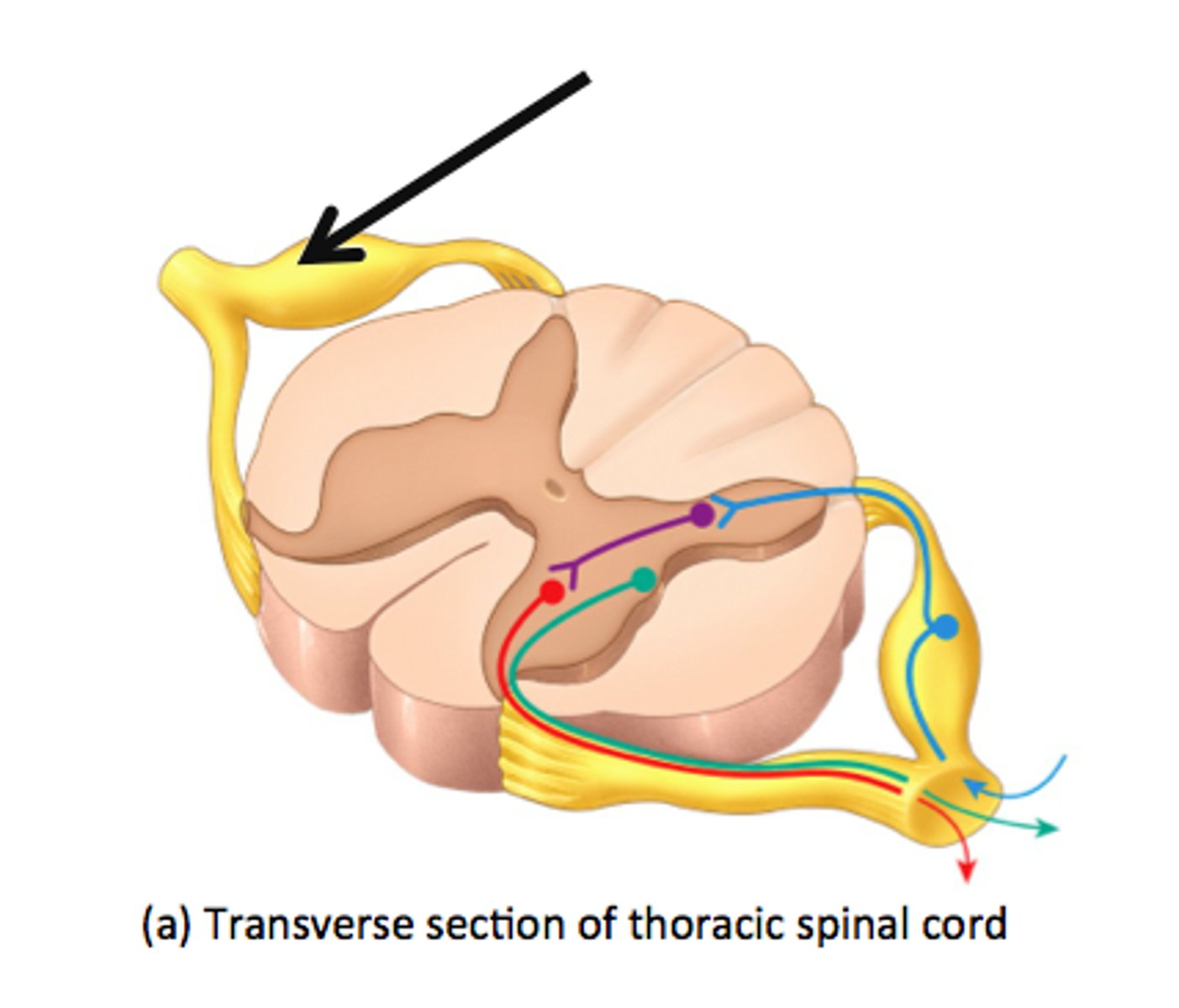 <p>Cell bodies of sensory neurons gather here and primary afferents enter to spinal cord through them</p>