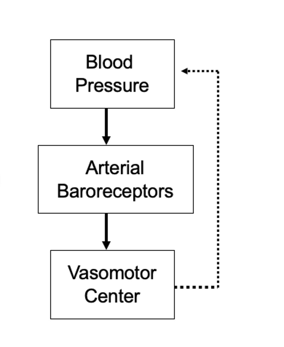 <p>A increase in BP stretches baroreceptors and causes them to</p>
