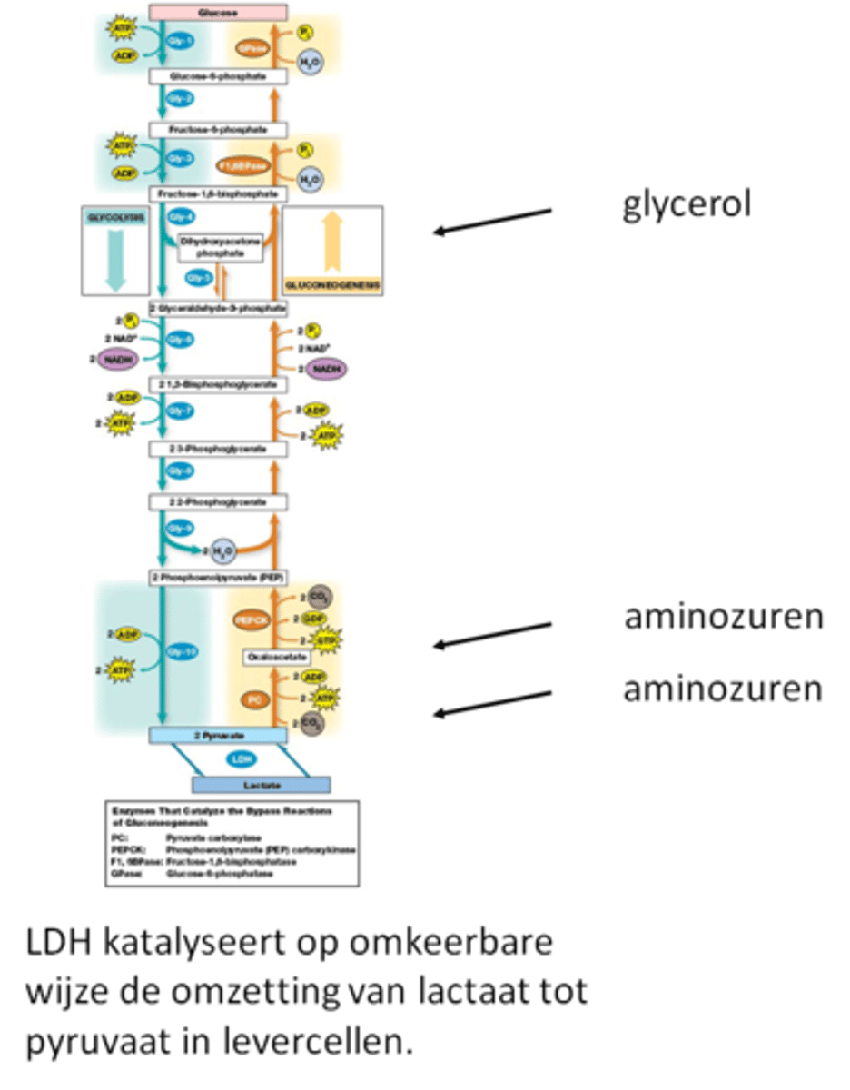 <p>=het omgekeerde van de glycolyse (alleen zijn er stappen onomkeerbaar dus eigenlijk ook niet)</p><p>=synthese van glucose vanuit niet-koolhydraat precursoren, hoofdzakelijk in de lever en een beetje in de nieren</p><p>Niet-koolhydraat precursoren:</p><p>•pyruvaat</p><p>•lactaat (eerst omgezet naar pyruvaat)</p><p>•aminozuren (eerst omgezet naar pyruvaat of oxaloacetaat)</p><p>•glycerol (eerst omgezet naar dihydroxyaceton fosfaat) (vetzuurcompoment kunnen we niets doen)</p>