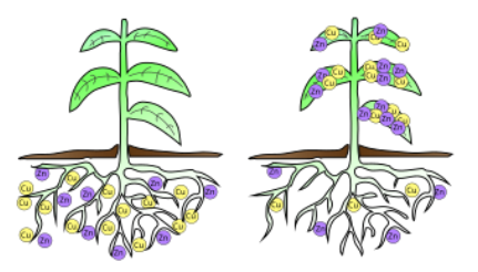 <p><span style="background-color: transparent;">Incineration &amp; Bioremediation</span></p><ul><li><p><span style="background-color: transparent;">Phytoremediation = uses plants to remove or contain contaminants</span></p></li></ul><p><span style="background-color: transparent;">CONTAMINANTS&nbsp;</span></p><ul><li><p><span style="background-color: transparent;">metals</span></p></li><li><p><span style="background-color: transparent;">pesticides</span></p></li><li><p><span style="background-color: transparent;">solvents</span></p></li><li><p><span style="background-color: transparent;">explosives</span></p></li><li><p><span style="background-color: transparent;">crude oil and its derivatives</span></p></li></ul><p><span style="background-color: transparent;">PLANTS</span></p><ul><li><p><span style="background-color: transparent;">mustard plants</span></p></li><li><p><span style="background-color: transparent;">alpine pennycress</span></p></li><li><p><span style="background-color: transparent;">hemp</span></p></li><li><p><span style="background-color: transparent;">pigweed</span></p></li></ul><p></p>