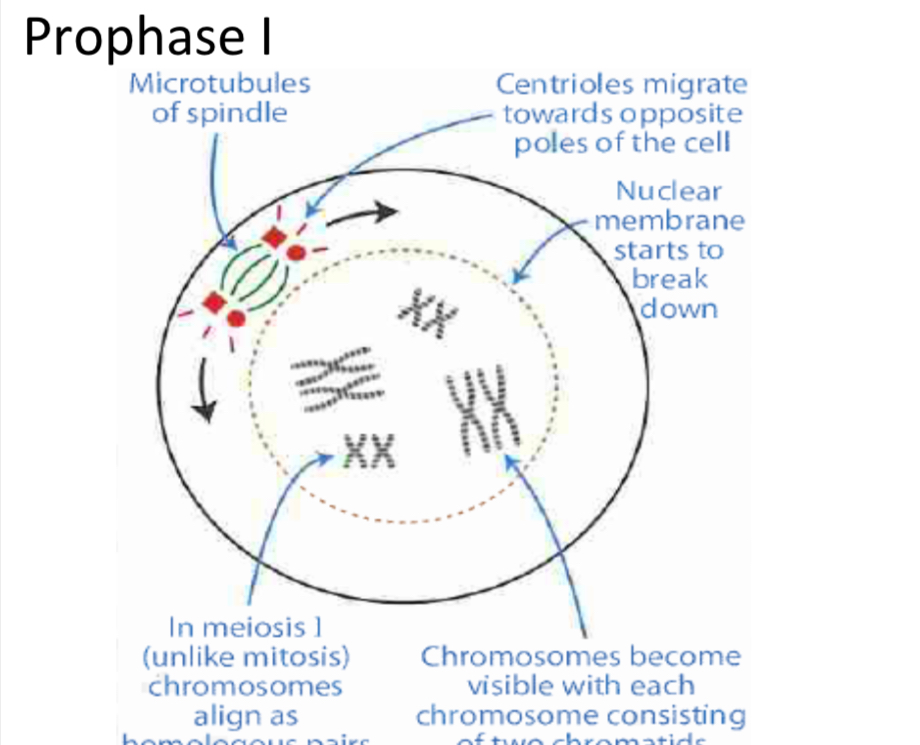 <p>Homologous chromosomes have paired up = bivalents (pairing up takes place during interphase)</p><p><em>rest of process the same as mitosis prophase</em></p><p>Chromatin in the nucleus becomes condensed and more visible</p><p>Nucleolus disappears</p><p>Nuclear membrane breaks down Centrioles involved in the formation of spindle fibres move to opposite poles of the cell.</p><p>Spindle fibres form</p><p> Chromatin condenses bivalents become more visible</p><p></p>