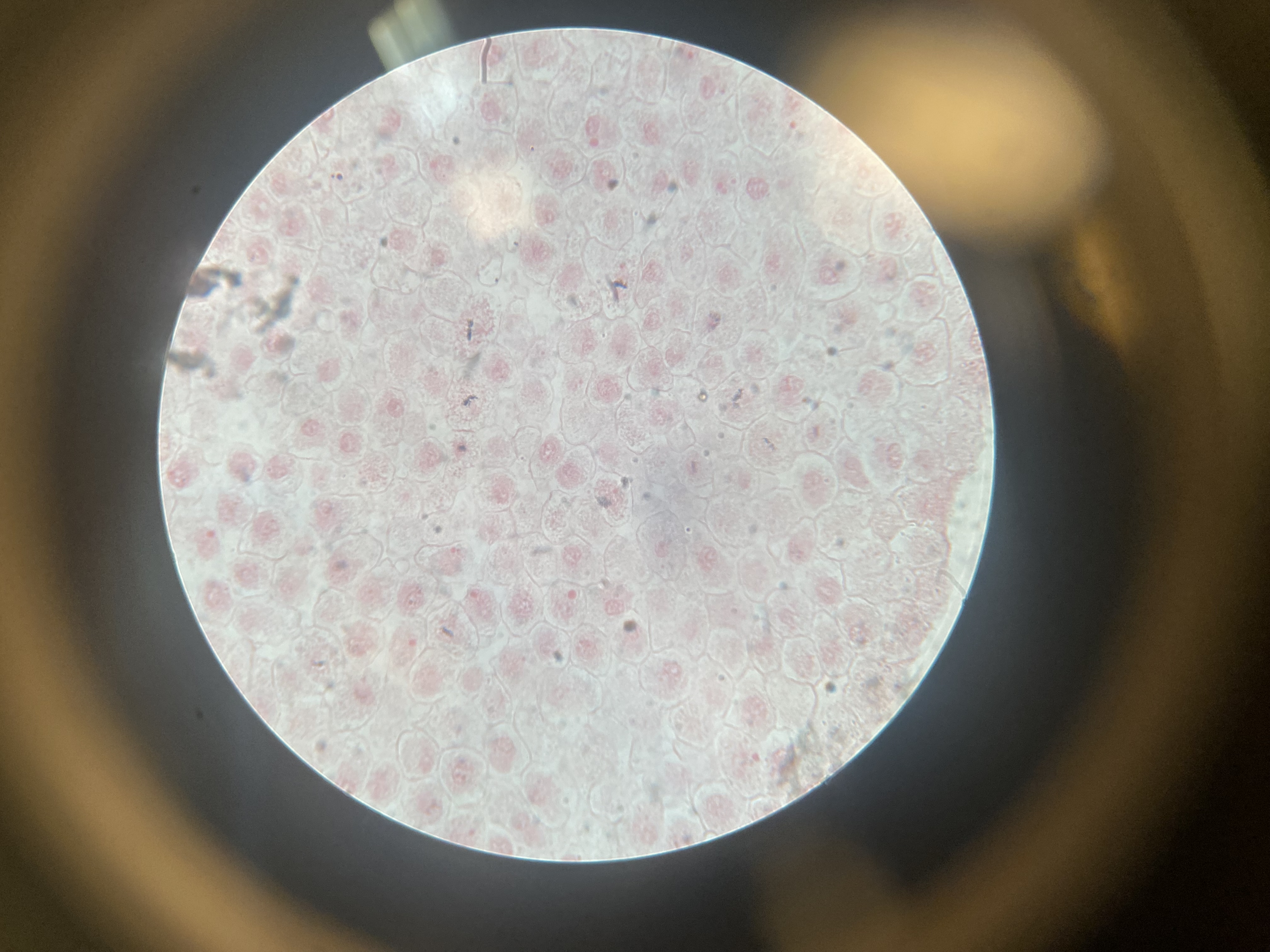 <p>Identify</p>