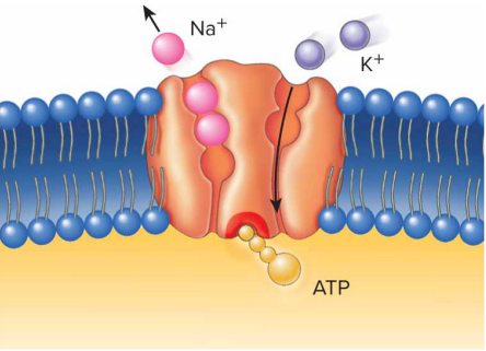 <ul><li><p>A major example of active transport</p></li><li><p>moves (Sodium)<strong> Na+</strong> <em>out</em> of cells and (Potassium) <strong>K+</strong> <em>into </em>cells.</p></li><li><p>The result is a higher concentration of Na+ outside cells and a higher concentration of K+ inside cells.</p></li></ul><p></p>