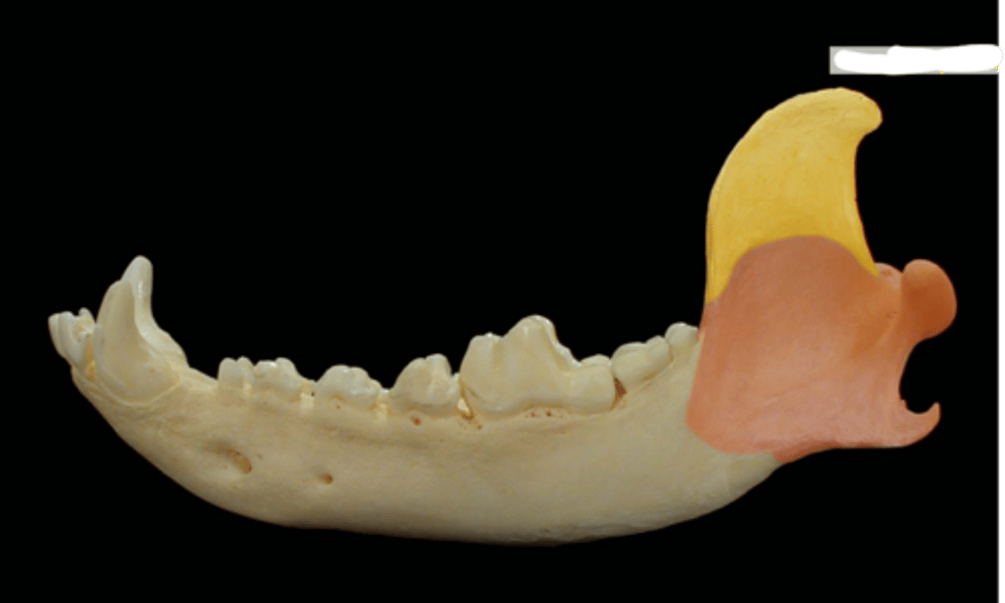 <p>What is the yellow highlighted region?</p>