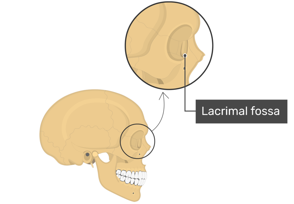 <p>What type of bone is this </p>