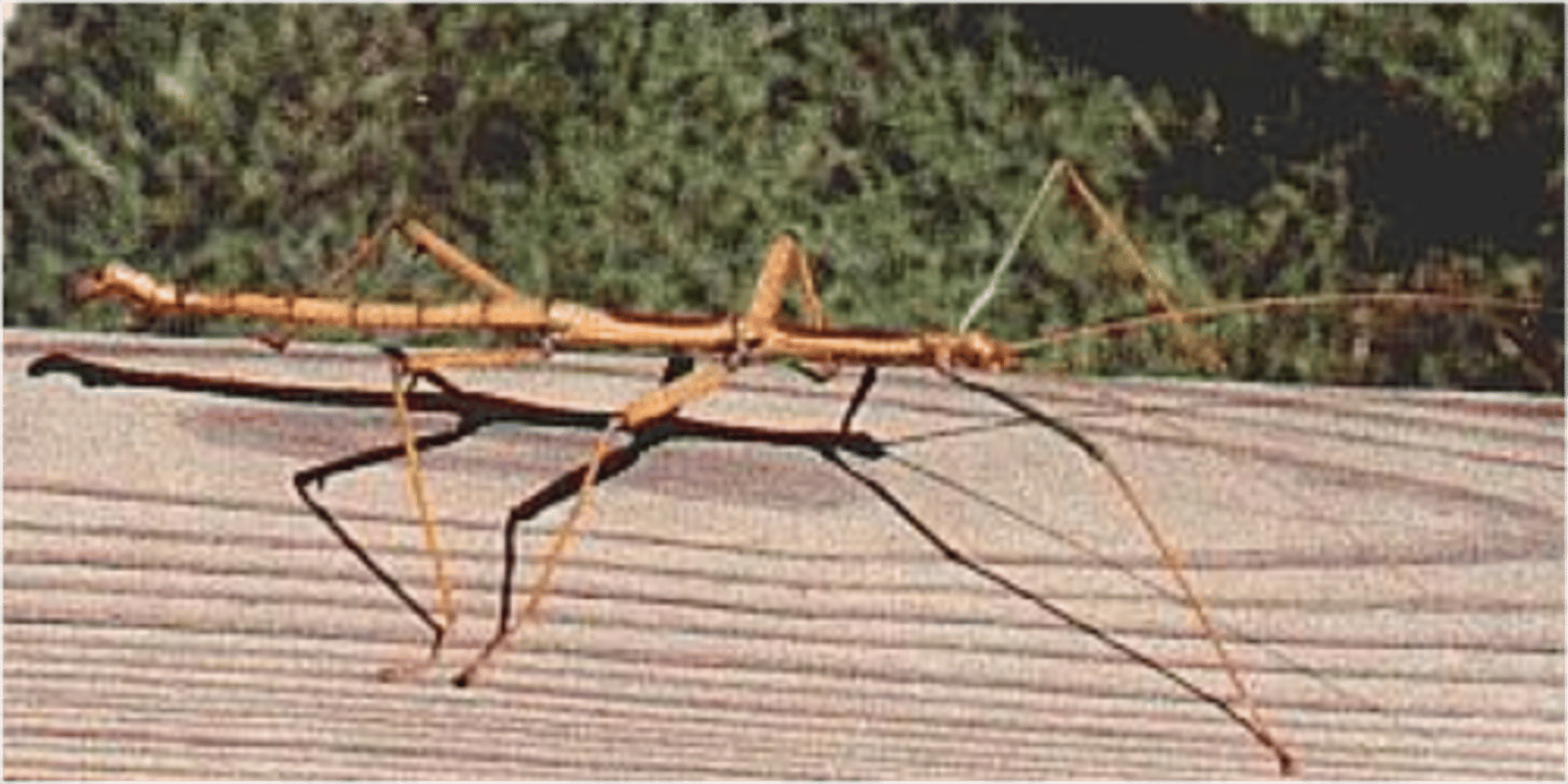 <p>Walking sticks</p>
