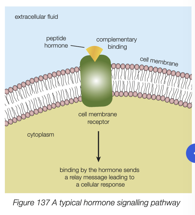 <ul><li><p>synthesis of hormone</p></li><li><p>storage of hormone in gland, and secretion into bloodstream</p></li><li><p>transport via blood to target cells</p></li><li><p>binding to complementary receptor protein in cell membrane of target cell</p></li><li><p>relaying message to cell nucleus, leads cellular response </p></li></ul><p></p>