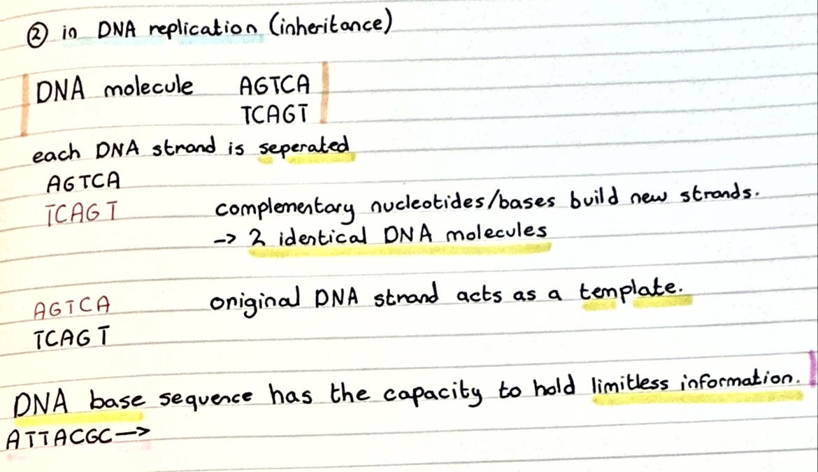 <ul><li><p>each DNA strand is separated. </p></li><li><p>original DNA strand acts like a template</p></li><li><p>complementary nucleotides/bases build new strands → ľ identical DNA molecules.</p></li></ul><p></p>