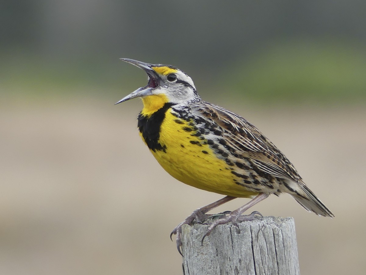 Eastern Meadowlark