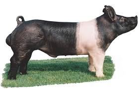 <p>What is this swine breed?</p>