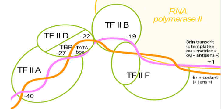 <ul><li><p>Si prédominance de facteurs trans-activateurs : <mark data-color="red">TFIID se fixe sur la boîte TATA avec la TBP par l’intermédiaire du petit sillon</mark></p><p>→ déformation importante de la double hélice pour recruter : </p></li><li><p><mark data-color="red">TFIIA</mark> (qui stabilise l'interaction de TFIID avec l’ADN) </p></li><li><p><mark data-color="red">TFIIB</mark> (interagissant avec l’ADN et TFIID, et  permet le positionnement de l’Arn Polymérase)</p></li><li><p>Petite sous-unité <mark data-color="red">TFIIF</mark> (qui se fixe avec TFIIB pour la fixation de l’ARN polymérase)</p></li><li><p><mark data-color="red">TFIIE → TFIIH</mark> (activité hélicase + kinase) et recouvrement d’environ 100 nucléotides du brin anti-sens</p><p></p></li></ul>