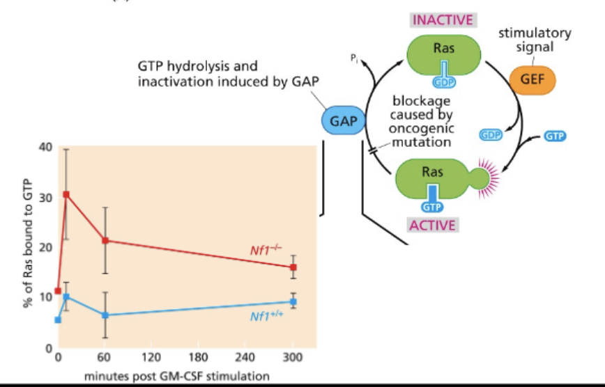 <p>switches off at end</p><p>Ras → small GTPase, downstream signaling</p><p>ACTIVE - Ras+GTP</p><ul><li><p>signals grow + divide</p></li></ul><p>Ras GAP - GTPase activating protein NF1 mut = Ras stuck in active form</p><p>INACTIVE - Ras+GDP</p><p>Ras GEF - GTP exchange factor</p>