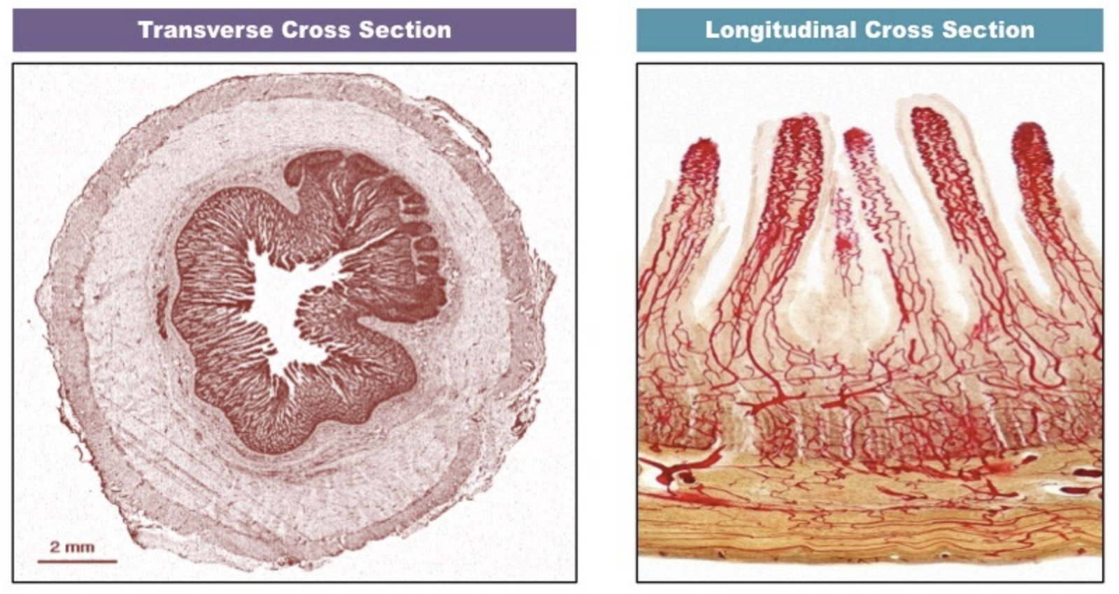 <p>Label the cross section of the small intestine tissue</p>