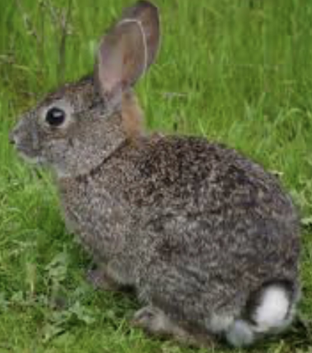 <p>Name, habitat, range</p>