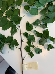 Robinia pseudoacacia