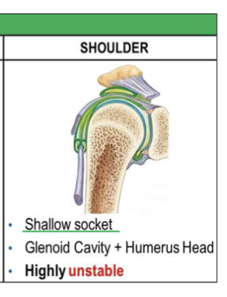 <p>Allows <strong>greater mobility</strong> but less stability.<br>(ex- shoulder joint (glenoid cavity), + humeral head)</p><p></p><p>highly <strong>unstable</strong></p>