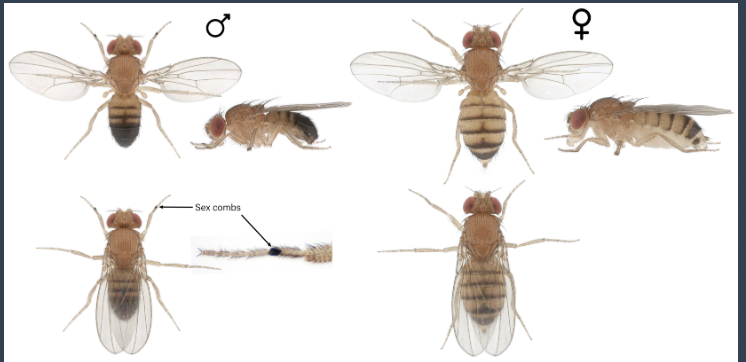 <p><span><span>  Females are slightly larger and have a larger, lighter-colored abdomen that appears banded. The males have smaller, slightly darker abdomens, especially posteriorly. Males also have a tuft of thick, dark bristles (the sex comb) on each first leg.</span></span></p>