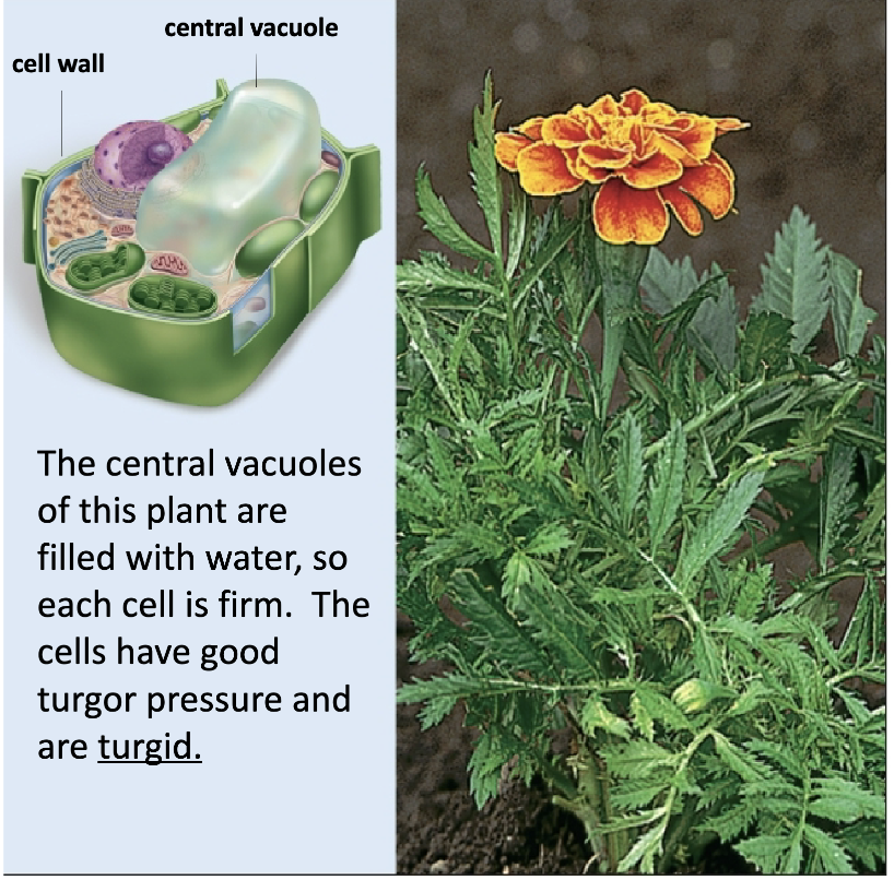 <ul><li><p>transpiration generates tension, which draws water from xylem of the nearest vein into the apoplast surrounding the mesophyll cells</p></li><li><p>the drawing and removal of water from the veins establishes tension on the entire column of water</p></li><li><p><strong>turgor pressure: </strong>keeps plants upright </p><ul><li><p>ex: the central vacuoles of a plant, when filled with water, make each cell firm. the cells have good turgor pressure and are <strong>turgid</strong></p><ul><li><p><strong>loss of turgor pressure causes wilting</strong></p></li></ul></li></ul></li></ul><p></p>