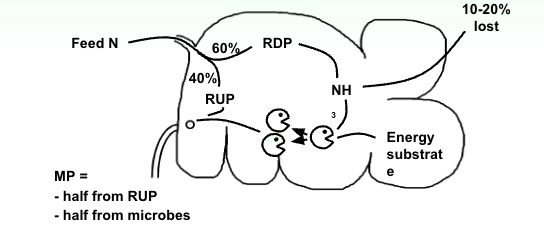 <p><span style="background-color: transparent;">Two sources of protein for absorbed amino acids</span></p><p><span style="background-color: transparent;">	a. Rumen-undegraded protein</span></p><p><span style="background-color: transparent;">	b. Microbial protein</span></p>