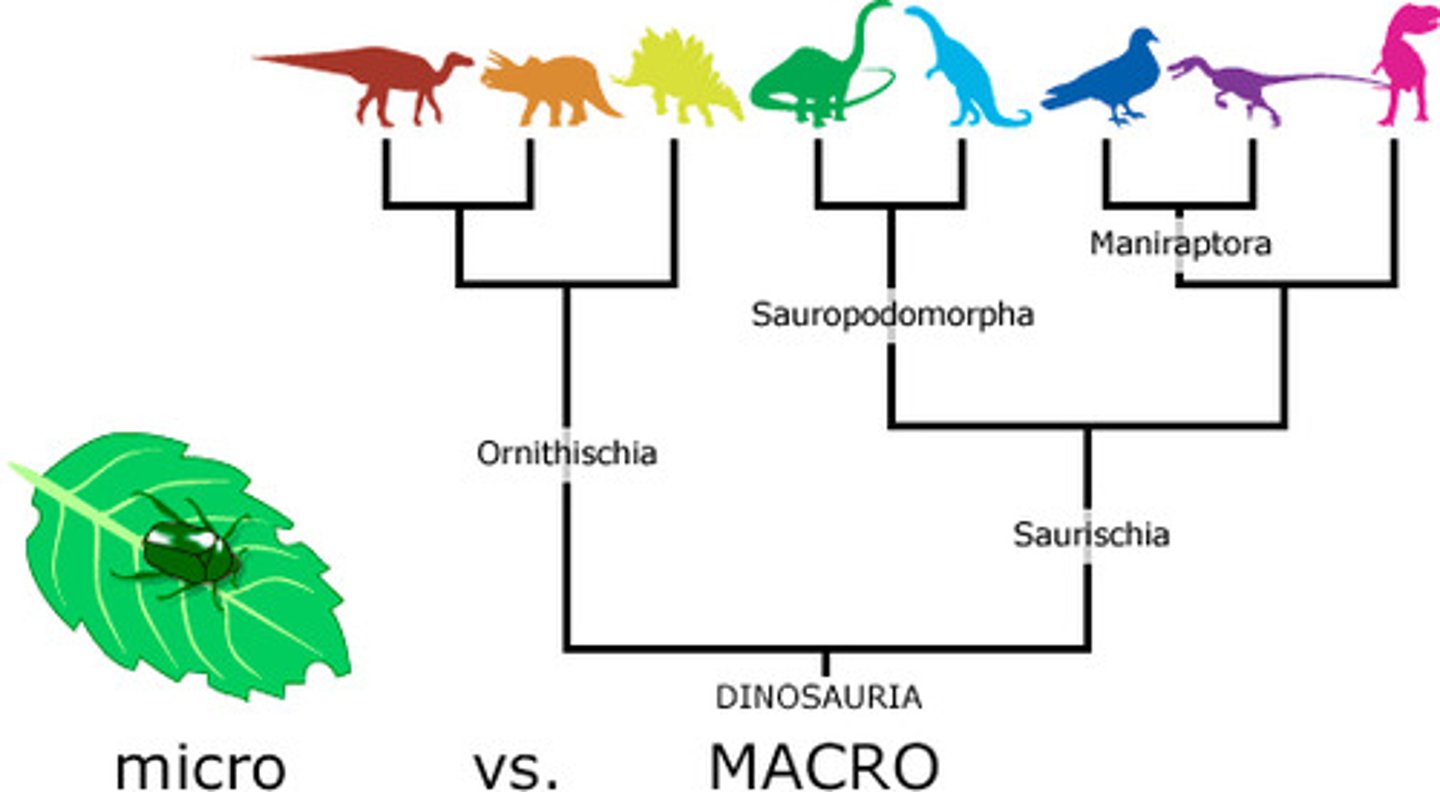 <p>Formation of new species or groups of species</p>