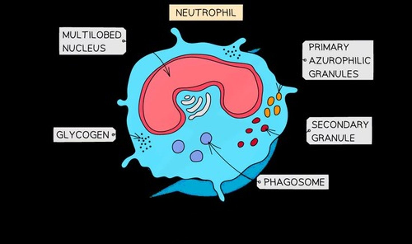 <p>To destroy pathogens by phagocytosis and the secretion of enzymes.</p>