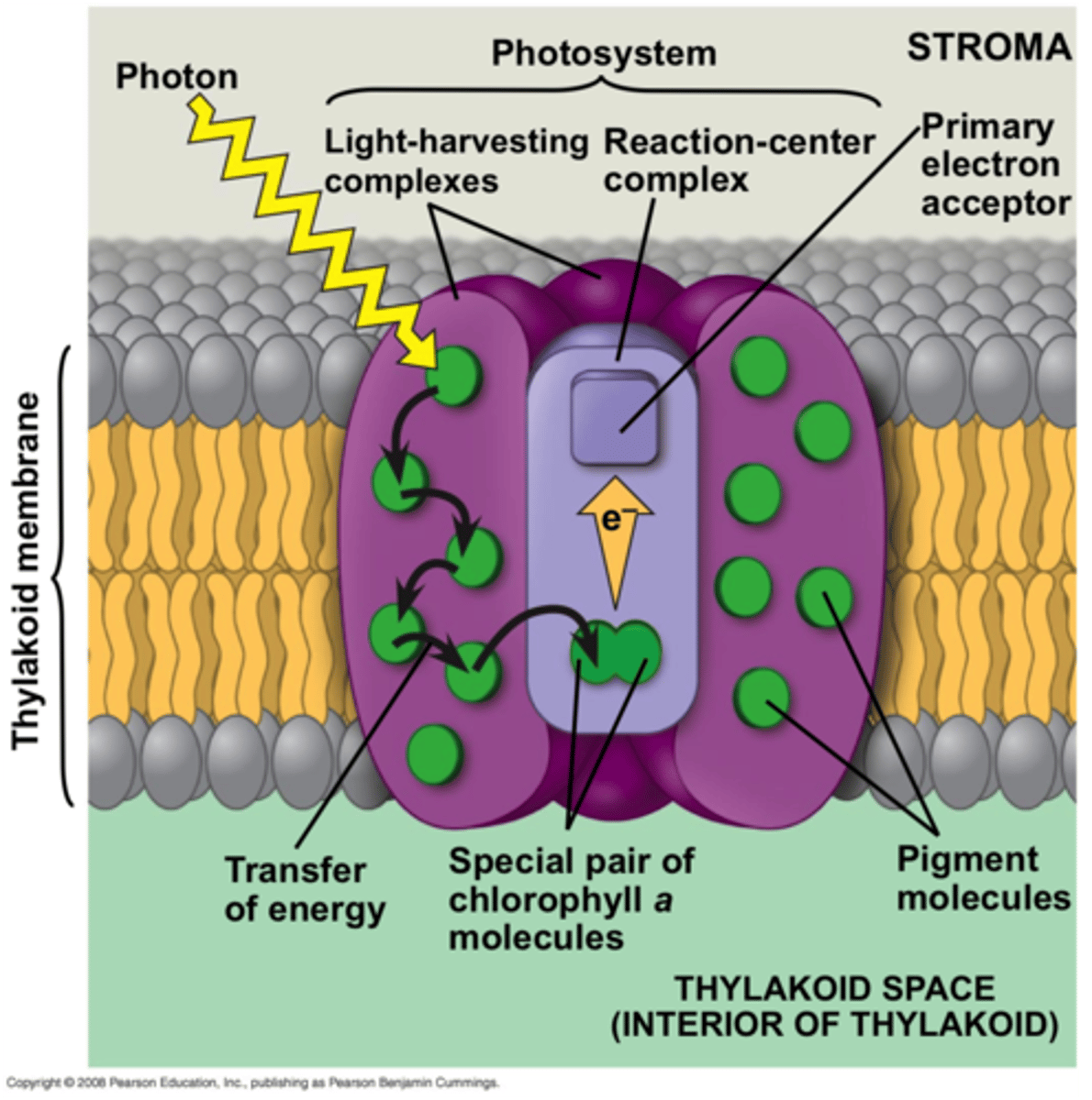 <p>ejection of an electron from a reaction center using the energy of an absorbed photon</p>