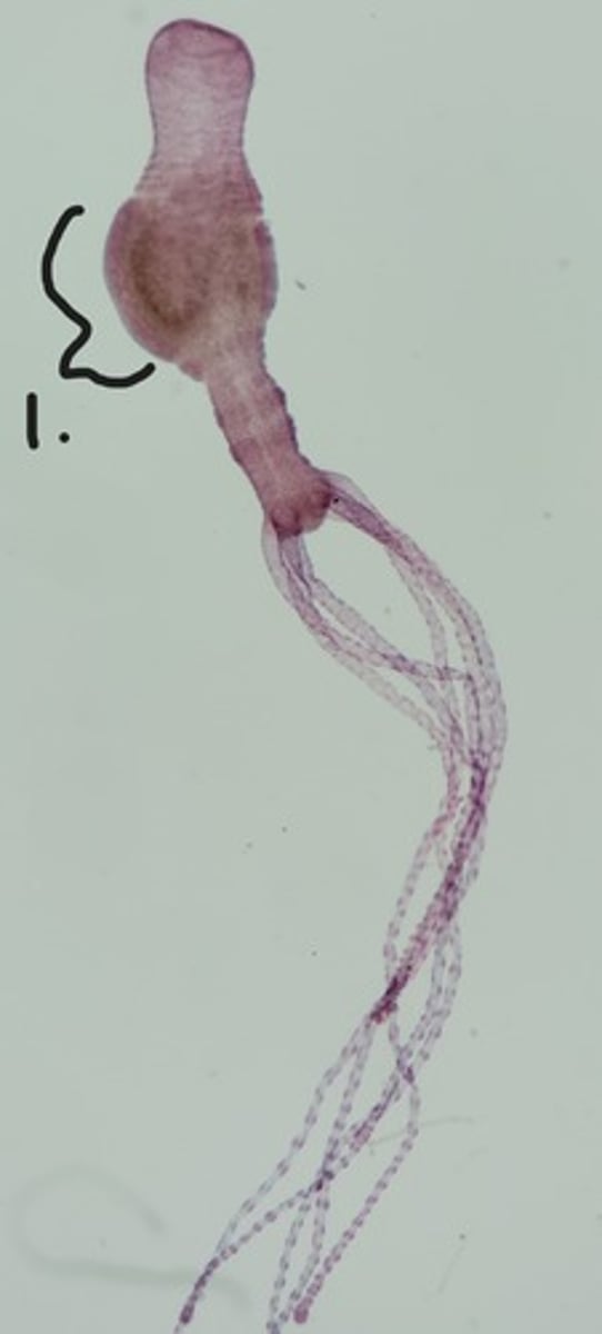 <p>Identify taxonomy and structures</p>