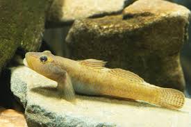 <p>Gobiidae</p>