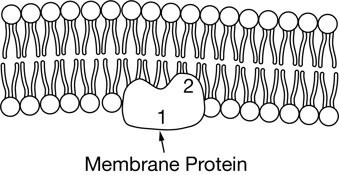 <p>The figure shows a representation of a protein embedded in a cell membrane. The numbers indicate different structural regions of the protein.</p><p>Based on the figure, which of the following statements best describes the relationship between regions 1 and 2 of the protein?</p>