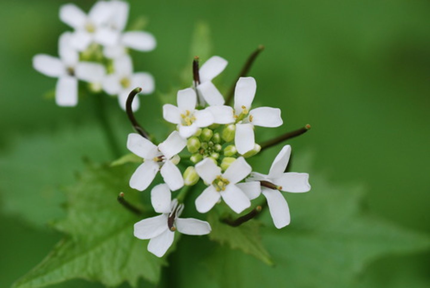 <p>white</p>