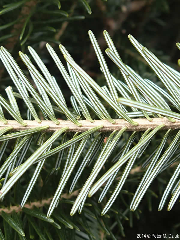 <p>Fir with smaller stature, smooth gray bark with resinous blisters, needles sometimes two-ranked, two sets of stomatal lines on underside of needles, foliage has a citrus smell, twigs have many leaf scars</p>