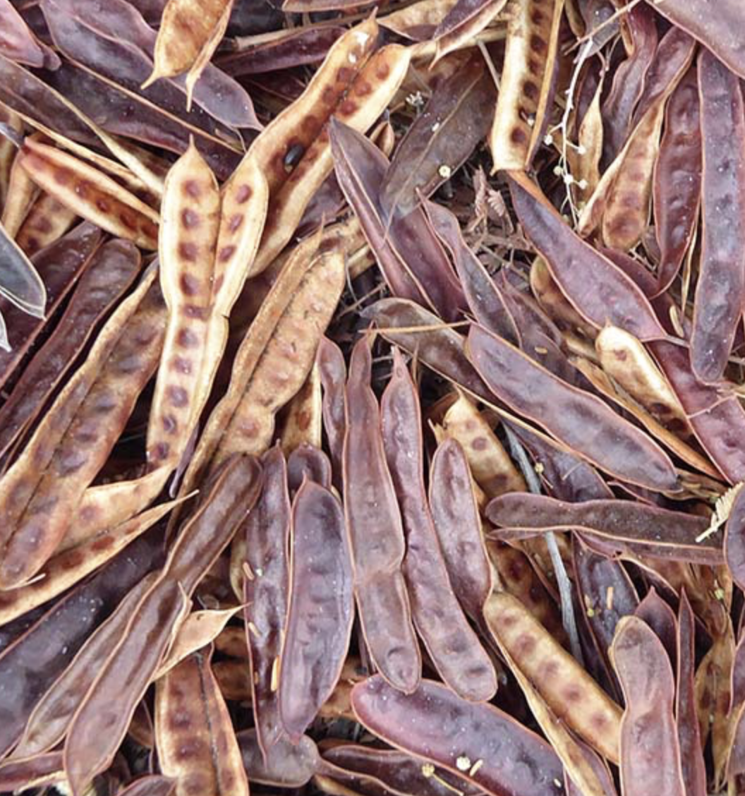 <p>Bailey acacia</p><p>distinct leaves, has puff ball flours </p>