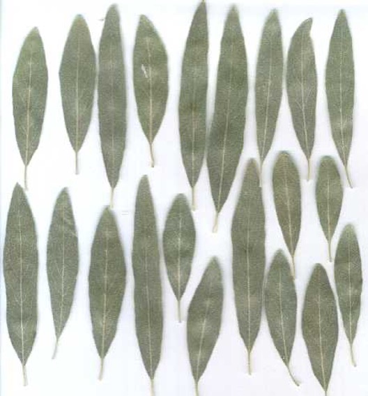 <p>.little yellow flowers, big thorns, alternate clustered leaves</p>