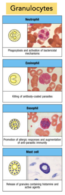 <p><strong>the myeloid lineage: innate cells</strong></p><ul><li><p>what are the granulocytes?</p></li></ul><p></p>