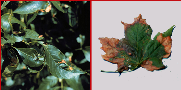 <p>Host: ash, maple, white oak</p>