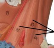 <p>Group of three muscles</p><ul><li><p>Anterior scalene</p></li><li><p>Middle scalene</p></li><li><p>Posterior scalene</p></li><li><p>Located between sternocleidomastoid muscle &amp; anterior portion of trapezius</p></li></ul><p></p>