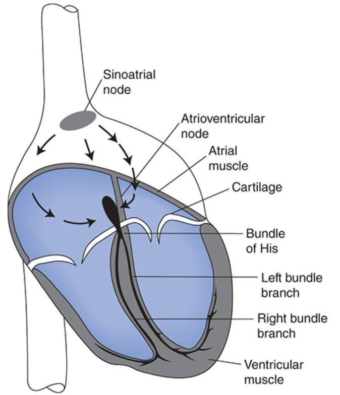 <ul><li><p><span>Components of excitation and conduction system</span></p><ul><li><p><span>Sinoatrial node (SA node)</span></p><ul><li><p><span>Contains cells that function as the heart's pacemaker and initiate the action potential</span></p></li></ul></li><li><p><span>Atrioventricular node (AV node)</span></p><ul><li><p><span>Contains slowly conducting cells that normally function to create a slight delay between atrial contraction and ventricular contraction</span></p></li></ul></li><li><p><span>Bundle of His</span></p></li><li><p><span>Right and left bundle branches</span></p><ul><li><p><span>Made up of Purkinje fibers</span></p><ul><li><p><span>Specialized for rapid conduction and ensure that all ventricular cells contract at the same instant</span></p></li></ul></li></ul></li></ul></li></ul><p></p>