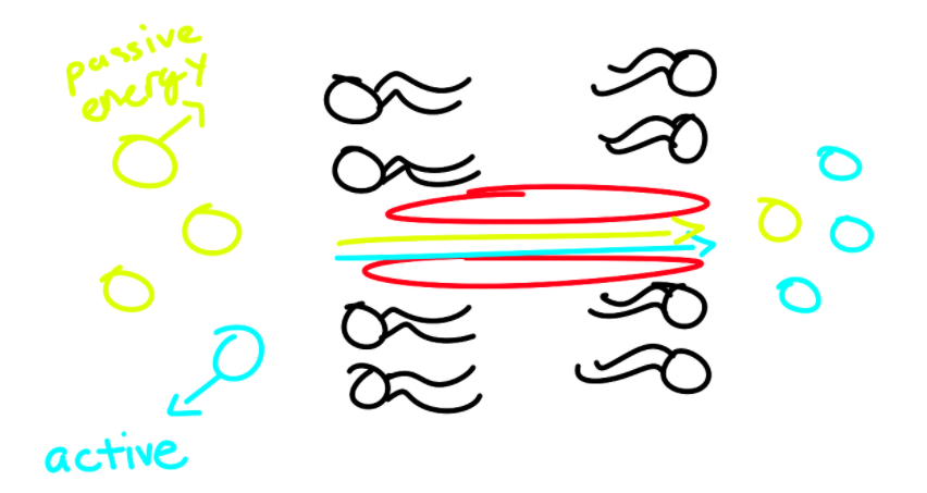 <ul><li><p>No ATP</p></li><li><p>2 particles that move in <strong>same direction</strong></p><ul><li><p>1 particle moves passively down gradient</p><ul><li><p>Energy source</p></li></ul></li><li><p>Other particle moves actively</p></li></ul></li></ul><p></p>