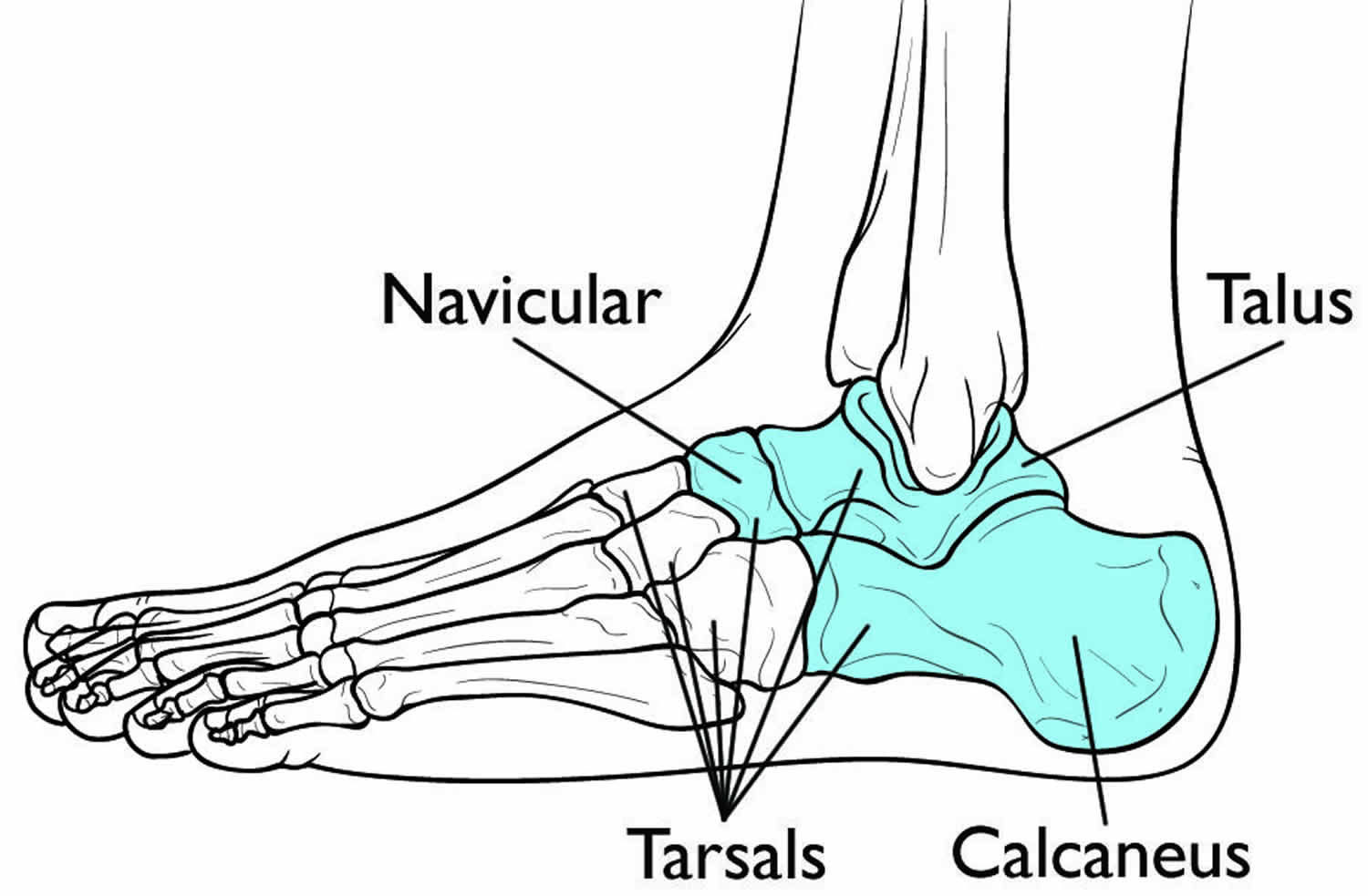 <p>7 ankle bones. Major ones: talus (ankle joint), calcaneus (heel).</p>