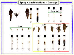<p><span>&nbsp;Caterpillars that create protective silk bags and defoliate trees and shrubs.</span></p>