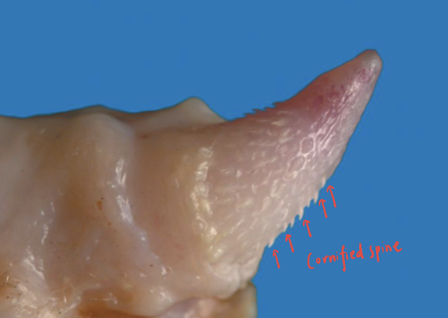 <p><span>The penis shown in this picture belongs to which species? What are the key characteristics?</span></p>