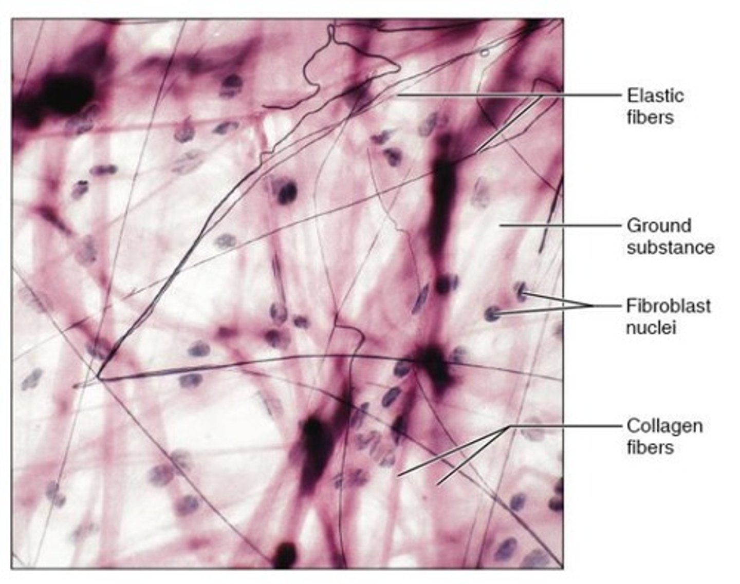 <p>Material filling space between cells in connective tissue</p>