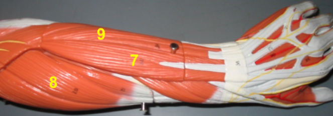 <p>9</p>