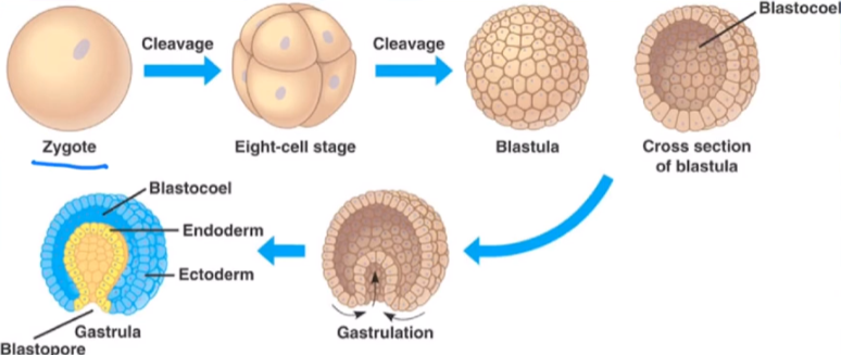 <p>sperm + egg → zygote</p><p>zygote undergoes cleavage (cell divides) by mitosis → forms a morula (solid ball of cells)</p><p>morula becomes hollow → forms a blastula (hollow ball of cells)</p><p>blastula begins to form a germ layer (layers of embryonic tissue) in gastrulation → forms a gastrula (cell cluster)</p>